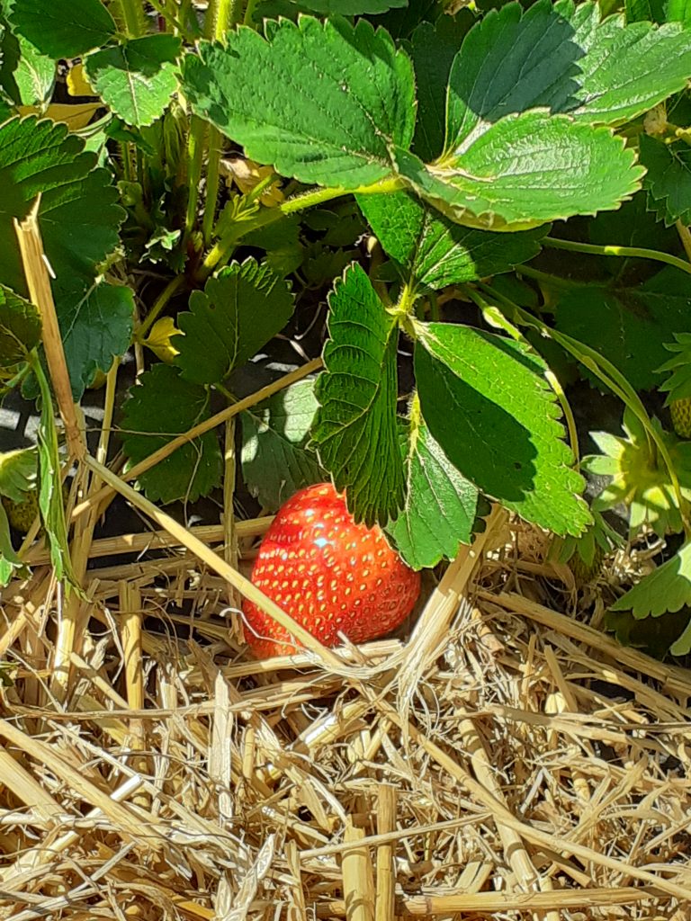 Large strawberry