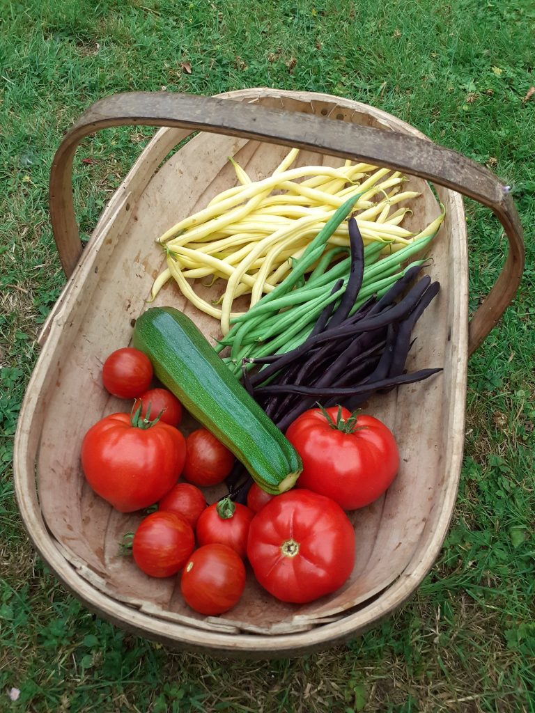 Tomatoes (various - big, striped and small), beans (yellow, black and green pods), courgette