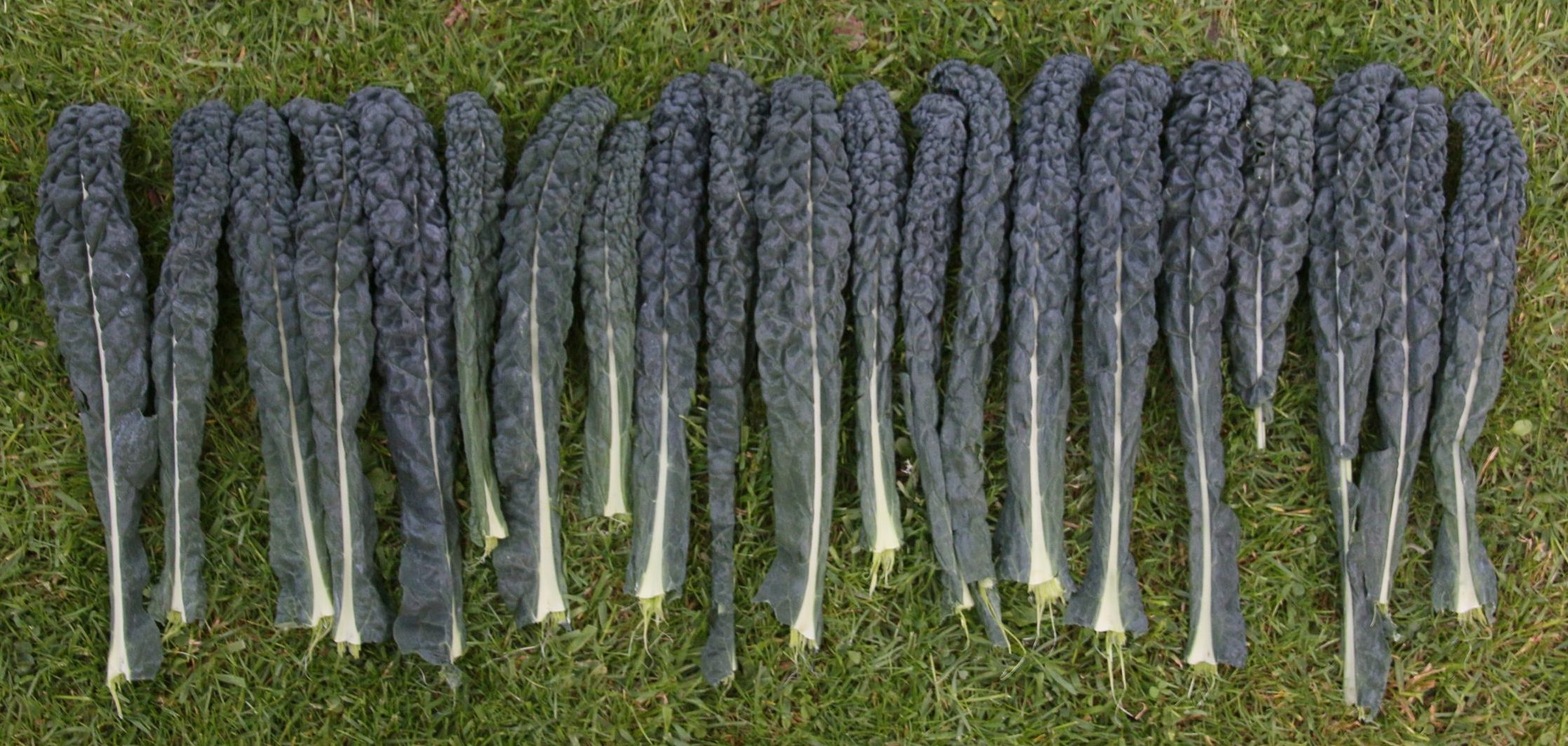 vertical Kale leaves in horizontal line