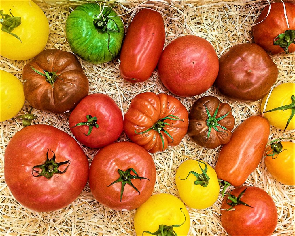 tomatoes: red, green, yellow, orange - on straw
