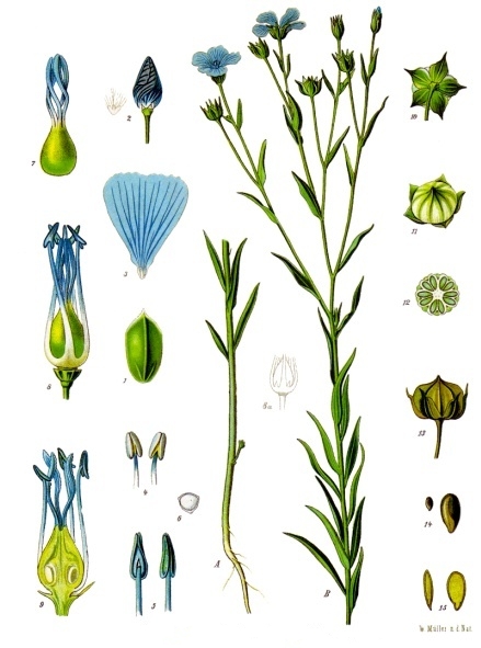 Display of flax: the plant, flower and seed - blue flowers, green leaves, pale brown seeds - on white background