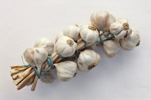 13 bulbs of garlic on stems, white background