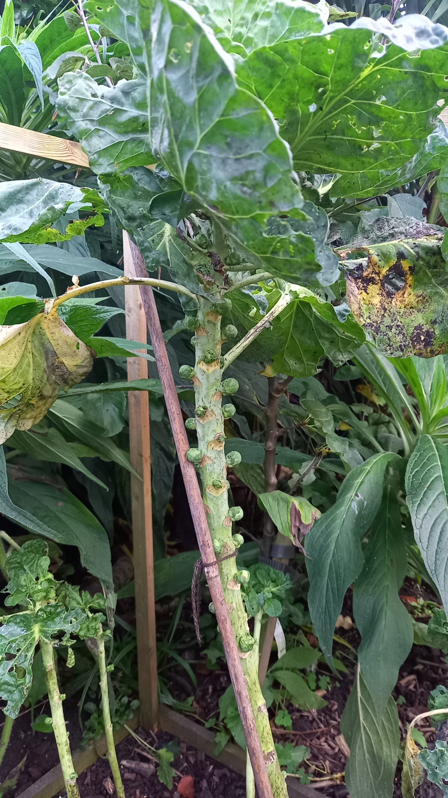 Small brussells sprouts forming on brussells sprout stalk supported by cane