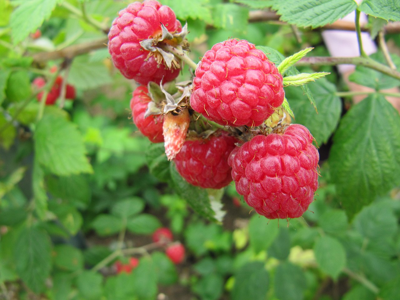 Close up of raspberries on raspberry cane.