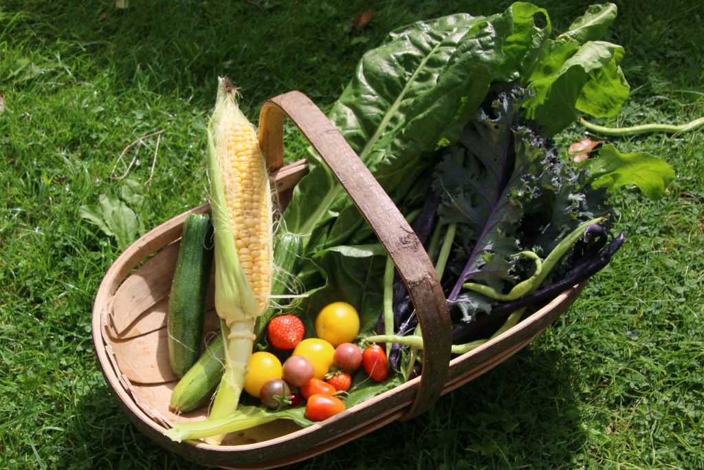 Trug containing tomatoes, sweetcorn, chard and beans