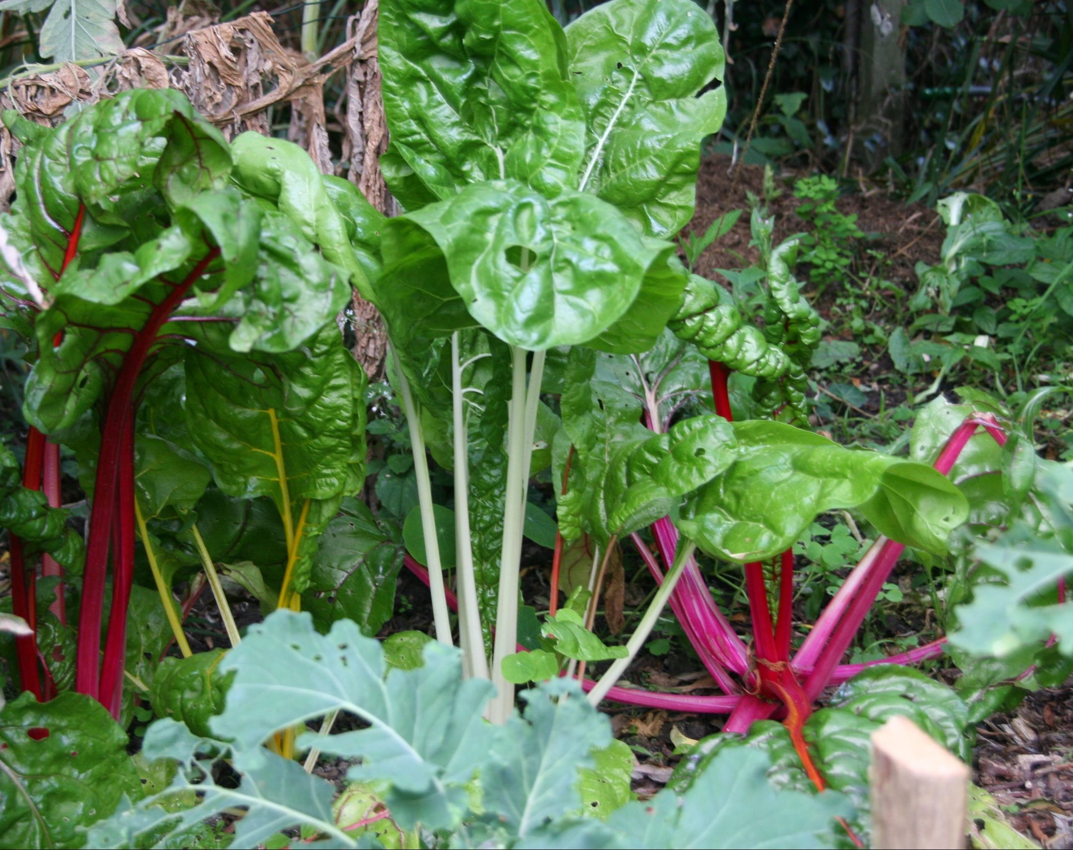 Swiss Chard, showing red, yellow and white stems