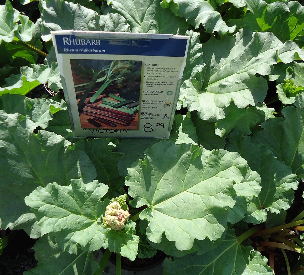 Rhubarb leaves with descriptive sign