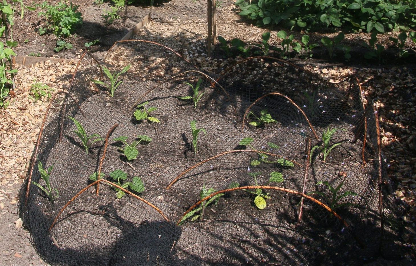 Young courgette and sweetcorn plants, planted together
