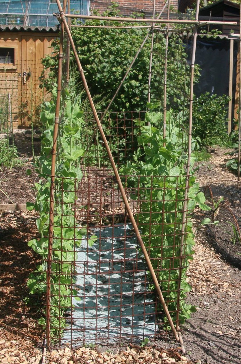 Peas growing up nets supported on bamboo frame