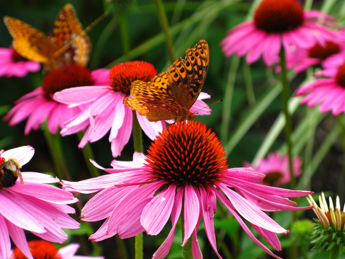 echinacea flowers, bronze cone centre with purple petals, orange-brown speckled butterfly on centre flower - green grassy background