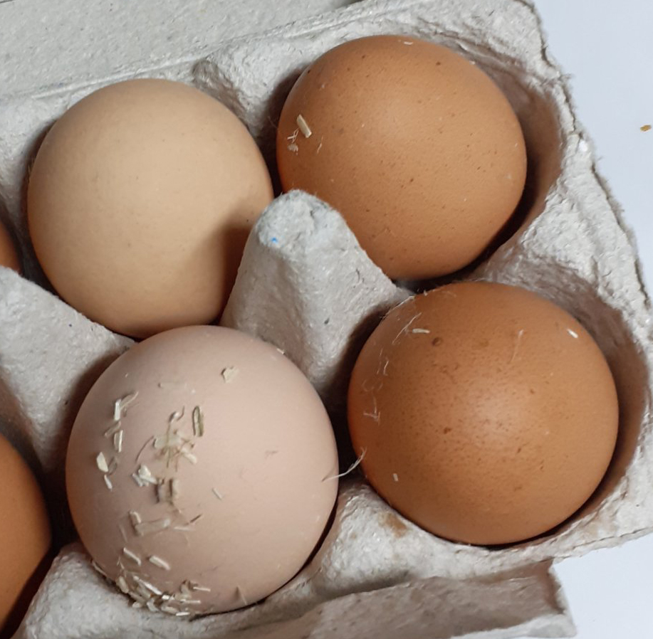 4 eggs in pale grey eggbox, 2 brown and 2 cream - pale grey background
