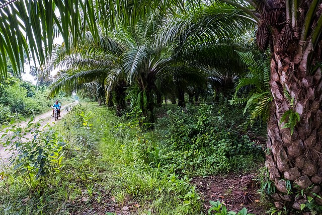 Palm oil trees by rural road with motorcycle