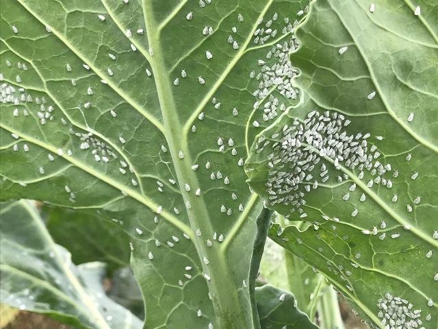Whitefly on the underside of a leaf