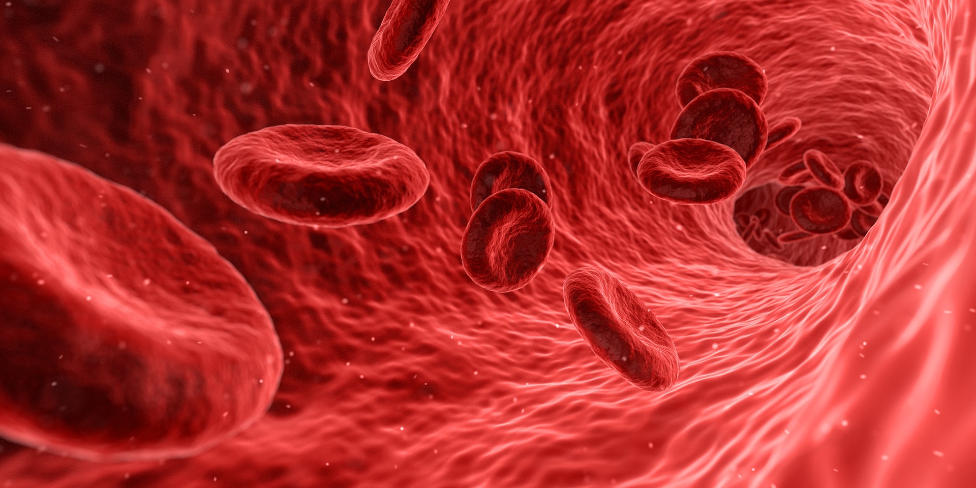 red blood cells, donut shaped, with paler red background